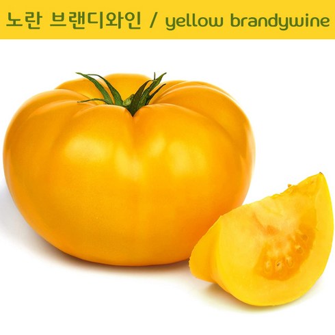 에어룸토마토 - 노란 브랜디와인토마토 Yellow Brandywine 달콤한 희귀토마토 교육체험용 세트, 1개