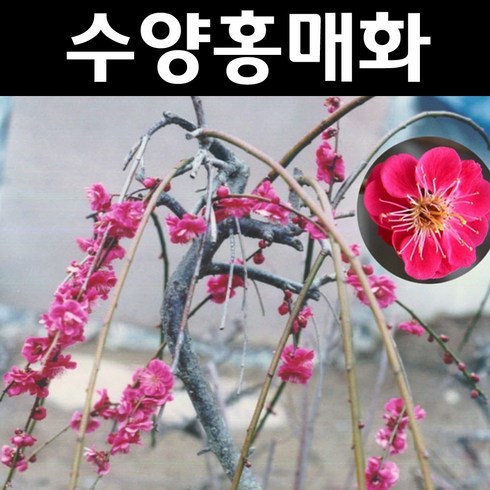 수양홍매화 나무 묘목 접목1년 뿌리묘 1개/수양매화