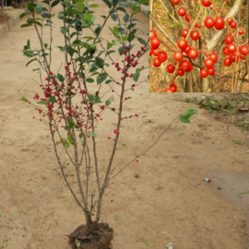 2023년 가성비 최고 낙상홍 - (D소망)낙상홍나무묘목(키100센치) 2그루, 2개