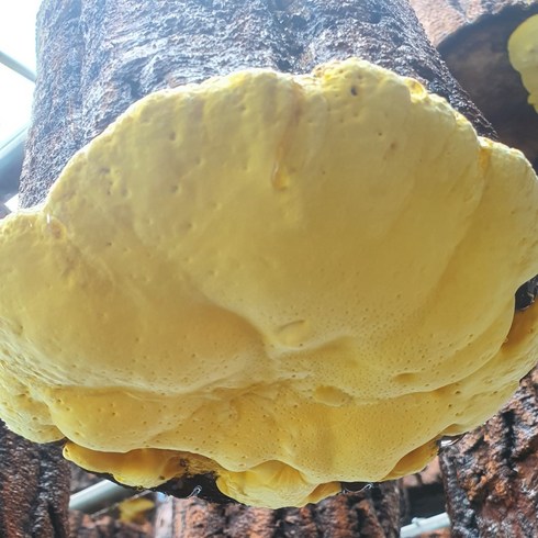 제주상황버섯 - 황실 국내산 장수 참나무 상황버섯 160g(선물용), 1개