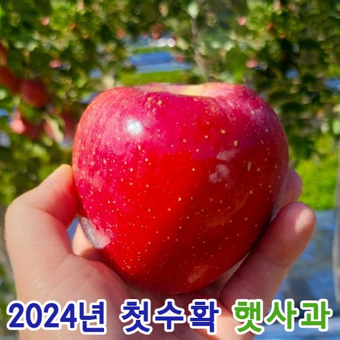 꿀사과 - 당도보장 꿀이가득 껍질째먹는 안동 청송 가정용 꿀사과, 1개, 4.5kg