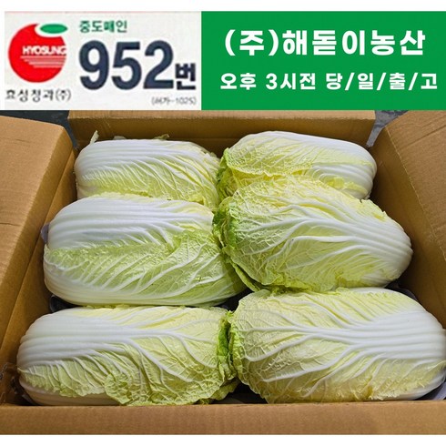 알배기배추 - 해돋이농산 알배기 배추 알배추 쌈배추 6통 12통, 6개, 500g