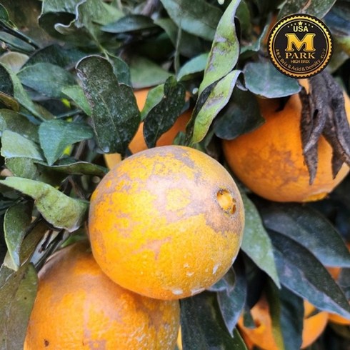 못난이오렌지 - Mpark [실속구성](최대45과/10kg)24년 캘리포니아 못난이 고당도 오렌지(30~45과) /대과사이즈, 없음, 1개