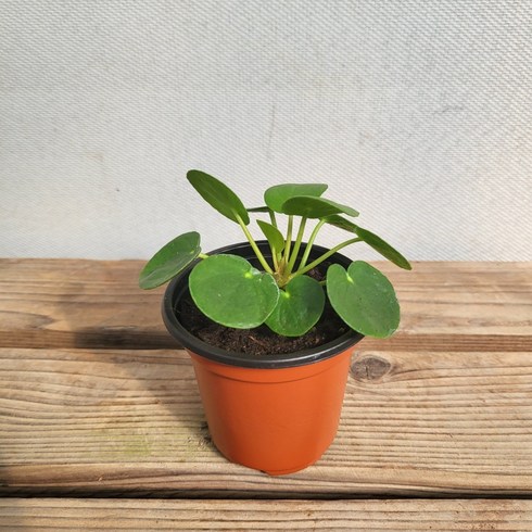 10~25cm 필레아페페 소품 25, 1개