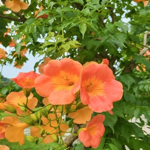 능소화 묘목 중화능소화 꽃나무