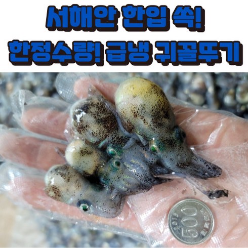 서해안 급냉 귀꼴뚜기 귀오징어, 500g, 1개