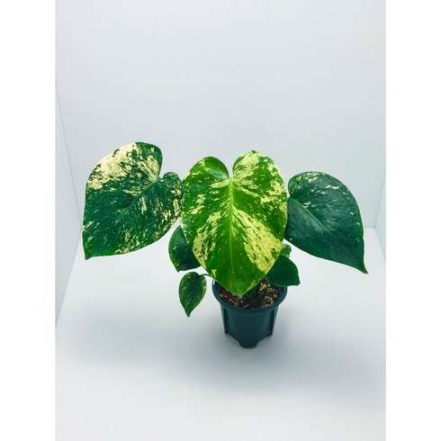 민트몬스테라 - Monstera Deliciosa Mint Variegata 몬스테라 델리시오사 민트 바리에가타, 1개