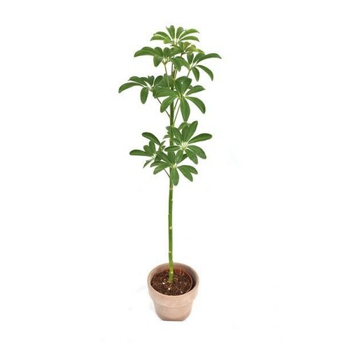 쉐프렐라 Schefflera 공기정화 플랜테리어 인테리어 서비야드 무호화훼 서비내, 1개