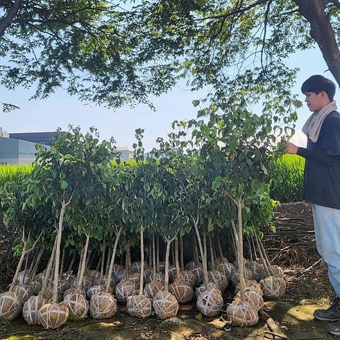 [활엽수] 산딸나무 대형 묘목 (직경 2~3cm) 농장직송, 1개