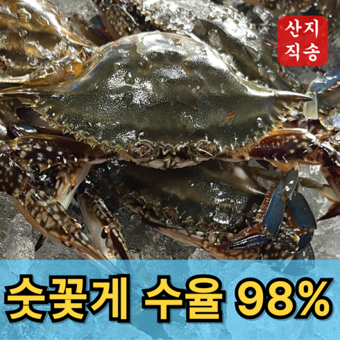 숫꽃게 - 신속발송 산지직송 국내산 제철 꽃게, 1개, 당일조업 숫꽃게 1kg