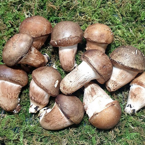 싱싱한 참송이버섯 500g 1kg 가정용 송화버섯 무농약 당일수확