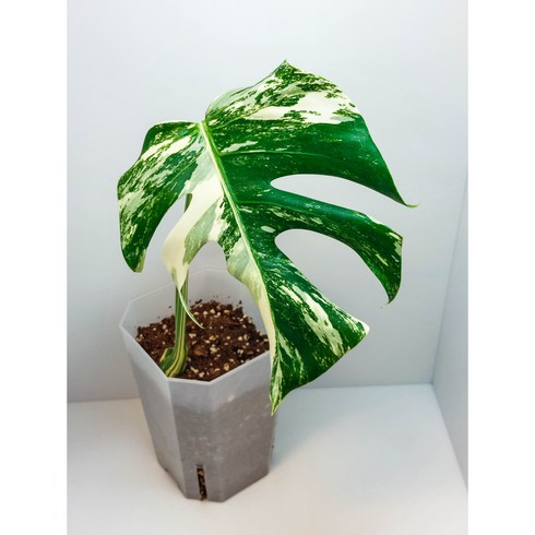 Monstera Borsigiana Albo Variegata 몬스테라 보르시지아나 알보 바리에가타, 1개