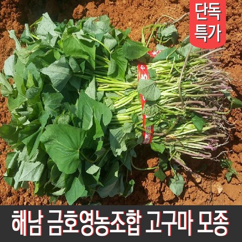 [MD추천] 해남 금호영농조합 종자업등록 직접 키운 고구마순 고구마모종 지정일 배송, 1박스, 꿀고구마모종 20kg