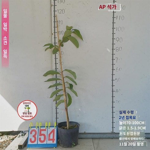두리안 묘목 - 석가묘 두리안 석가판여지 붓다불두과 접목묘 베란다정원 분재지에 묘목 심기, AP 석가 98원 354호 2년물도, 15cm 이하