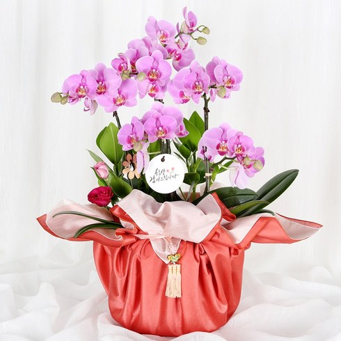 2023년 가성비 최고 취임선물 - 99플라워 2시간 전국 꽃배달서비스 관엽 화분 동양란 서양란 승진 취임 영전 집들이 개업 이전 축하, 16.[ST-H475]신상품 서양란