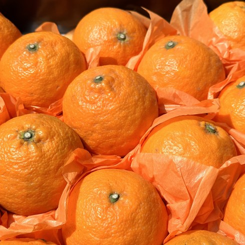 산지 제주 카라향 가정용 흠집 2 3 5 10kg, 10kg(가정용 흠집 45-90과)