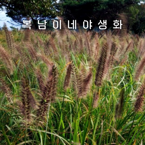 수크령 TOP01