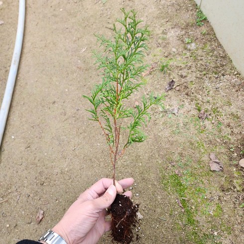 편백나무 묘목 실생3년 나무언니, 20개