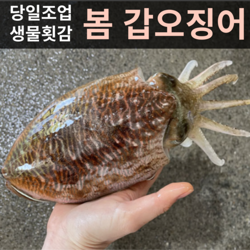 대포알 갑오징어 1kg 2~3미 특대, 1개, 1kg [2~3미]