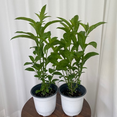 구문초 - 야래향 중품 1+1 모기퇴치식물 여름식물 꽃 벌레퇴치 온정원 공기정화식물