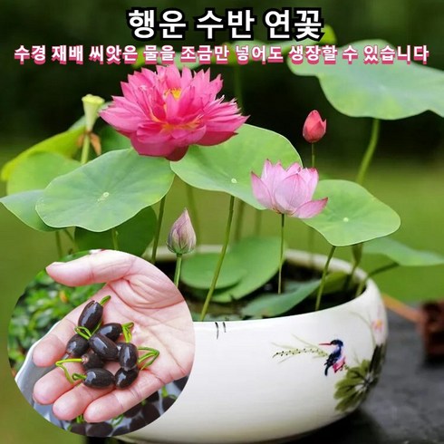 연꽃 - 연꽃 씨앗 관상용 다양한 형태 수경식물 실내식물 아름다운 연꽃 행운 수반 연꽃, 120립