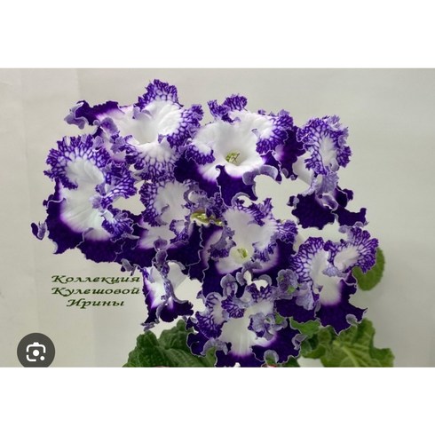 스트렙토카르푸스 DS-2416, 1개