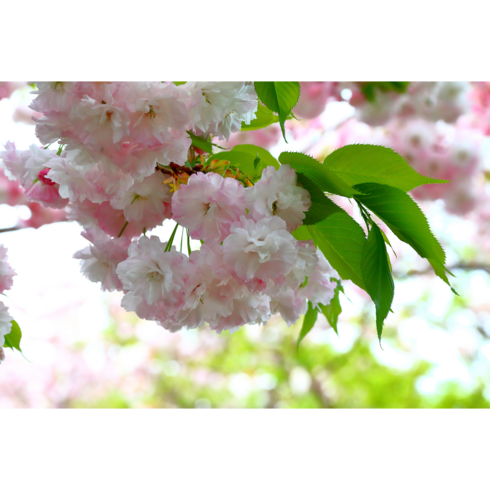 [농업의 신]겹벚나무 벚꽃나무 3년생 개화주 분묘 봄꽃 조경수, 4년생 분묘, 1개