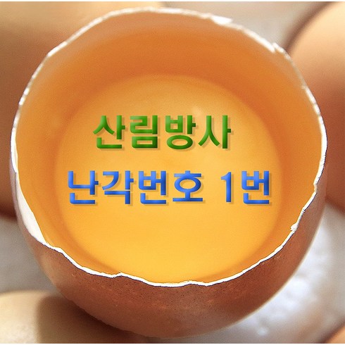 황동유정란 - 유기농 1등급 난각번호 1번 계란 중란 자연 방사 자유 방목 동물복지 친환경 날계란 1번란, 중란 10구