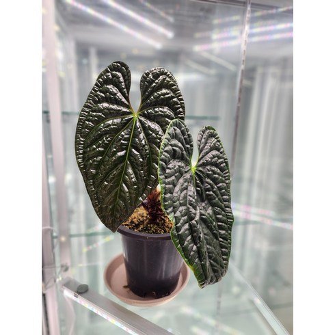 안스리움 럭셔리안스, 1개