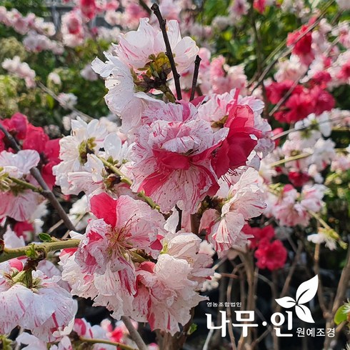 [나무인] 삼색꽃복숭아(삼색도화) 개화주, 1개