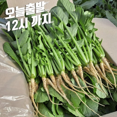 포천 싱싱 어린 열무 2kg 4kg 8kg1개, 1개