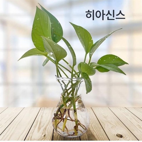 프리미엄 쓰리피스 크리에이티브 수배 식물 유리 화병 화분 투명 풍신자 수양 녹라 화병, 히아신스