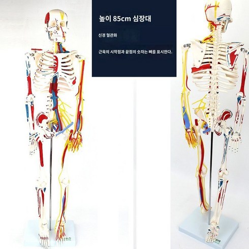 해부학 전신 인간 골격 의료 고급 교육 골격은 움직임, 85cm 혈관 신경근 점 골격 모델