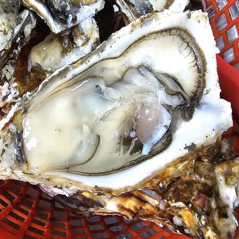 최상급 석화 여수 완벽세척 석화굴 각굴 월하굴 굴 oyster 햇굴 통영 5kg 10kg, 1개, 여수석화 10kg(성인4인적당)