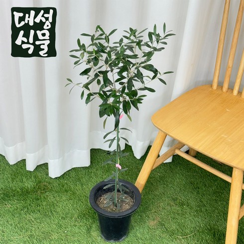 올리브나무 - 올리브 나무 18cm 중형 거실 인테리어 외목대 플랜테리어 공기정화식물 실내화분 대성식물