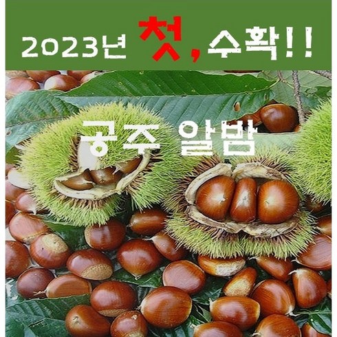 23년햇공주밤 (특) / (대) 2.1kg ~ 8.4kg, 1box, 4kg(대) 군밤용/칼집밤