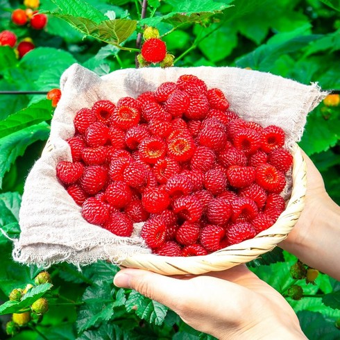 산딸기 - 새콤달콤 고당도 산딸기 생과 특상품, 1개, 1kg (250g x 4개)