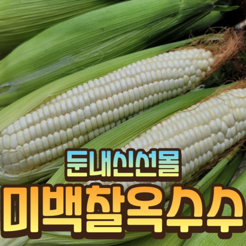 맛있는家 강원도 명물 찰옥수수 30개 - 강원도 고랭지 미백찰옥수수 신선몰, 1박스, 20통