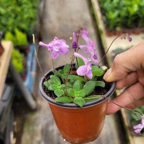 스트렙토카르푸스 핑크색 삭소롬 2401121303050, 1개