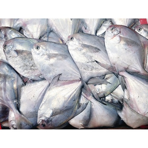 국내산 은병어 240gX11팩(총 33마리 - 목포자랭이병어1kg(7~12미전후), 1개