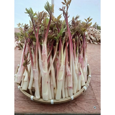 하늘채농원 강원도 눈꽃 땅두릅 독활 백미향 제철 봄나물 300g/500g/1kg, 1개, 300g