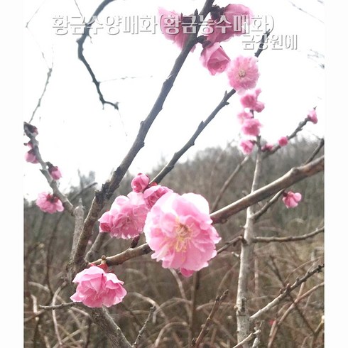 황금수양매화 수피가 황금색 황금매화 묘목(접목1년/분홍꽃) 금강원예, 1개