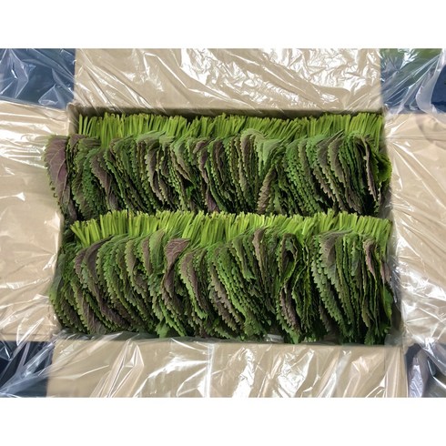 (GAP인증) 500g 1kg 농가에서 직접 재배한 밀양깻잎 (당일수확 당일발송), 1박스