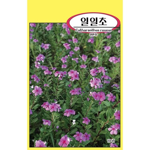 씨앗과세상만물 일일초 씨앗 10립, 1팩