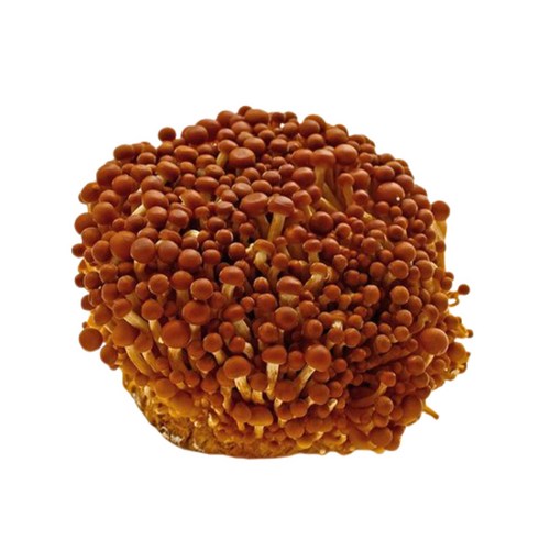 참송이버섯 - 야채왕 황금송이 버섯 200g, 1개