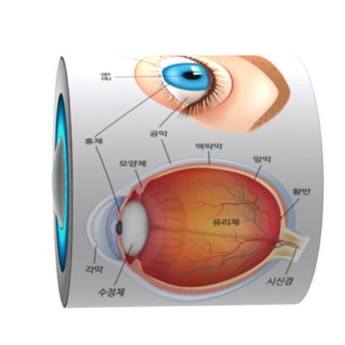 눈의구조 TOP01
