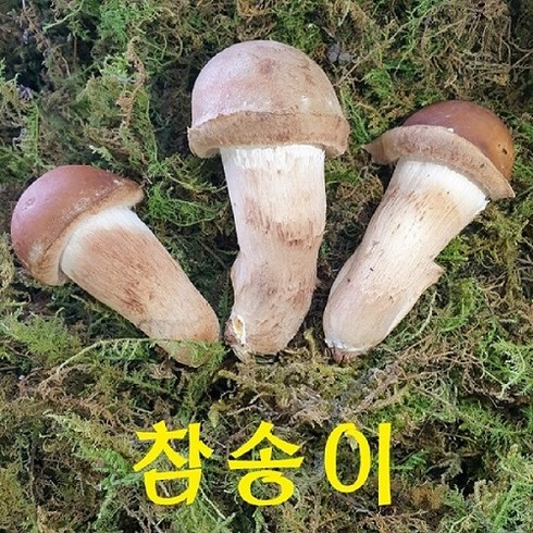 참송이버섯 - 곡성 무농약 참송이버섯 1kg /500g (2시전 주문시 내일도착), 1개, 가정용 500g