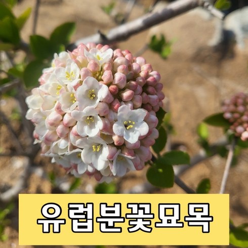 유럽분꽃나무 봄꽃 향기진한꽃나무 정원수, 1개