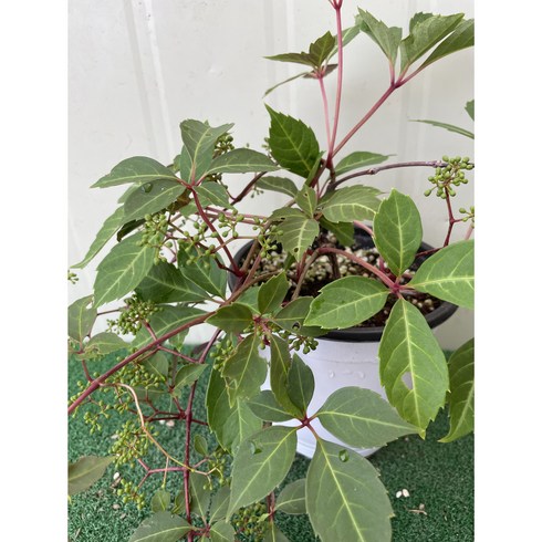 고려담쟁이 - [다온야생화] W5304 고려담쟁이 (15cm) [랜덤], 1개