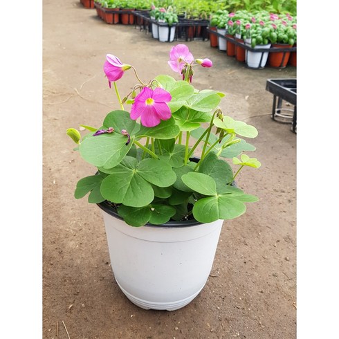 행복한꽃순이//땅콩사랑초(15cm분)/진분홍, 1개